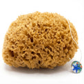 Naturschwamm Honeycomb als Peeling-Schwamm mit weißer Kordel und rundem Glasanhänger mit Seesternmotiv vor weißem Hintergrund