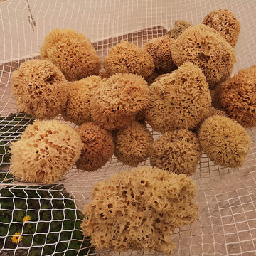 Honeycomb Meeresschwamm: Herkunft, Handernte & Veredelung