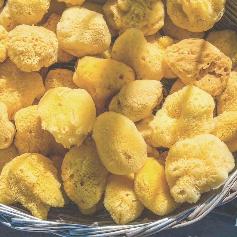 Korb voller gelber Kosmetikschwämme aus Naturschwamm, frisch geerntet und dicht aufgeschichtet