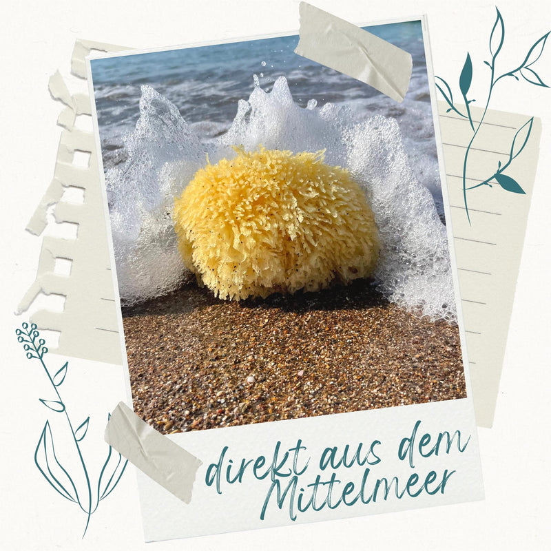 Polaroid-Foto eines Naturschwamms Grass in der Brandung am Strand mit Schriftzug direkt aus dem Mittelmeer