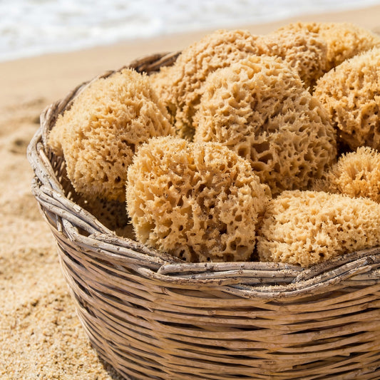 Geflochtener Korb voller gelber Honeycomb-Naturschwämme auf Sand an einem sonnigen Strand
