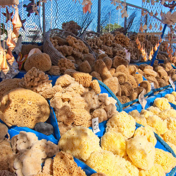 Naturschwamm kaufen: Echte Badeschwämme aus dem Mittelmeer