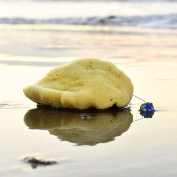 Naturschwamm Silk mit blau-grünem Glasanhänger liegt im seichten Wasser am Strand im Abendlicht